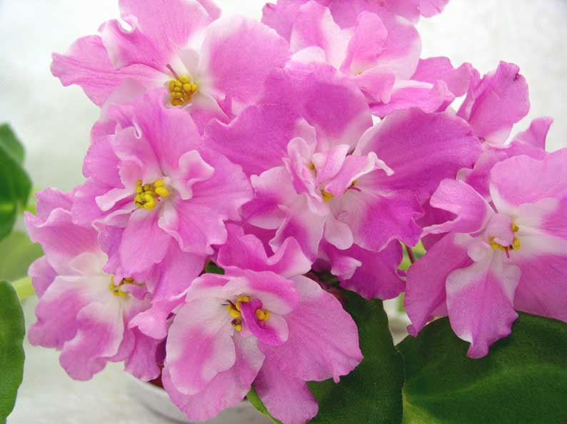 РС-Валентина.jpg