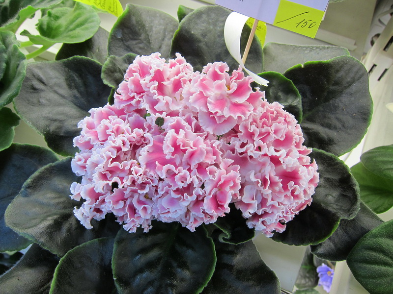 Тюрина ПТ-Екатерина.JPG