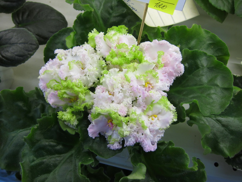 Фёдорова ЛЕ-Денди.JPG