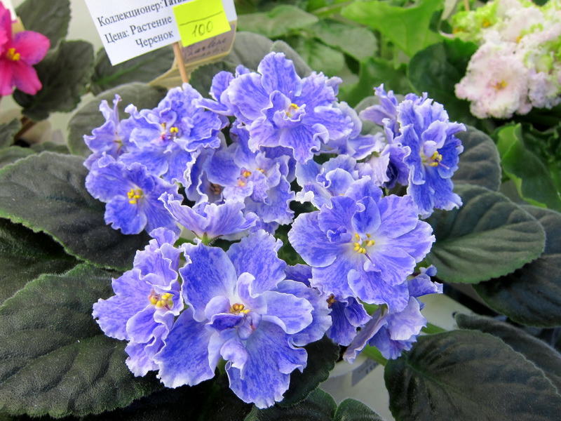 Кузина АЕ-Sharlene Romantic.JPG