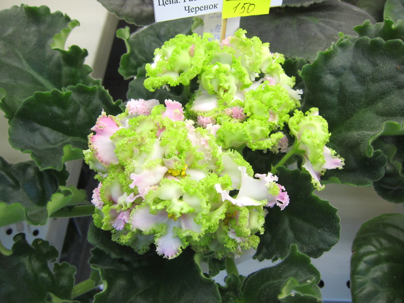 Кузина ЛЕ-Денди.JPG