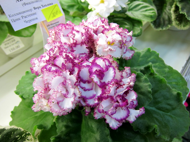 Хохлова АВ-Мимими.JPG