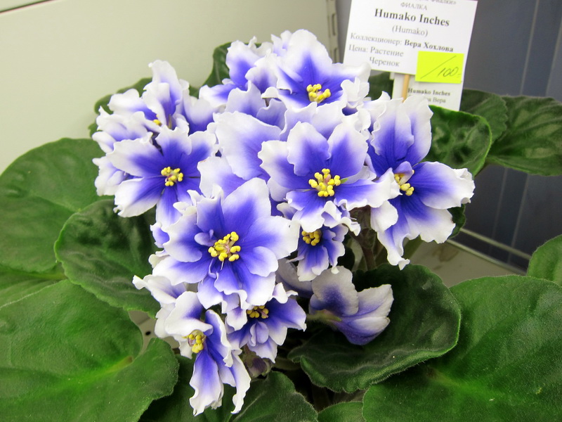 Хохлова Humako Inches.JPG