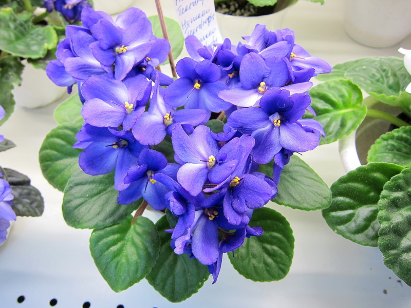 Карпова Humako Teardrops.JPG