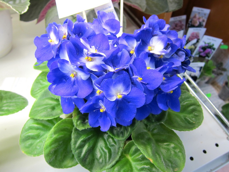 Карпова Humako Jasmine.JPG