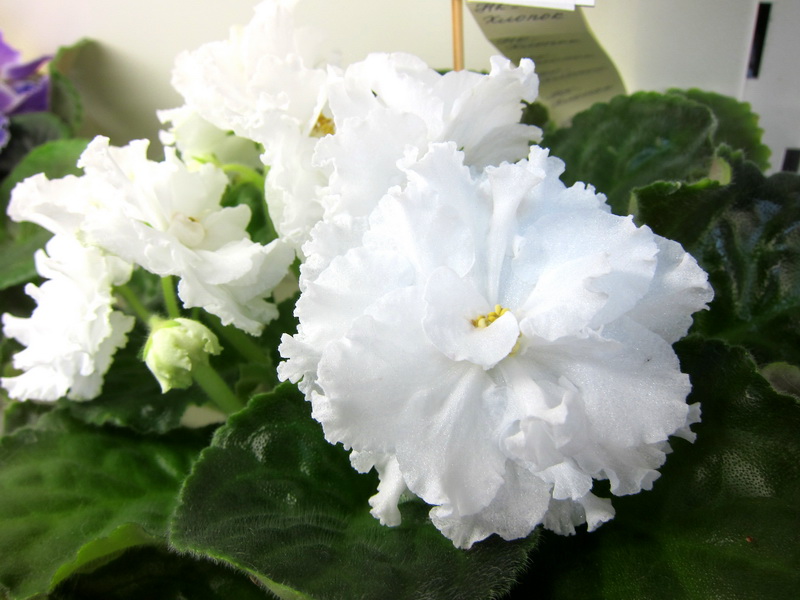 Нестерова НК-Хлопок.JPG