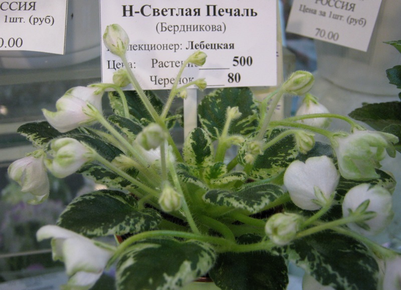 11.JPG