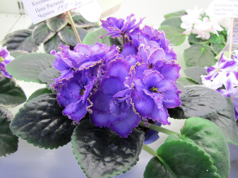 Карпова Blue Dragon.JPG