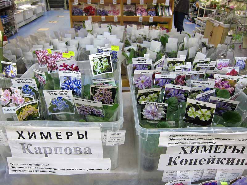 химеры.jpg
