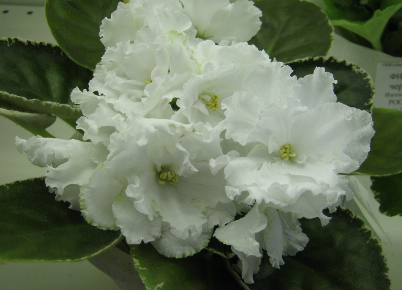 Блинкина ЛЕ-Абигайль.JPG