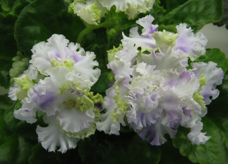 Блинкина Cajen's Queen's Lace.JPG