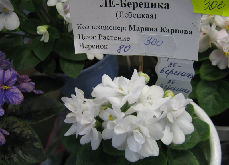 IMG_7229.JPG