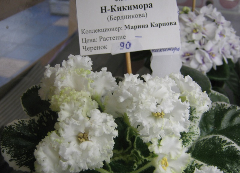 IMG_7234.JPG