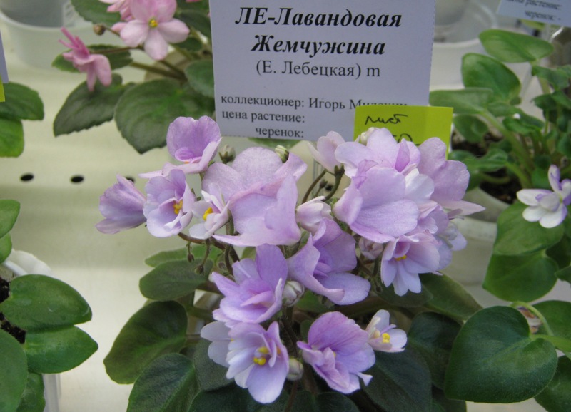 IMG_7273.JPG