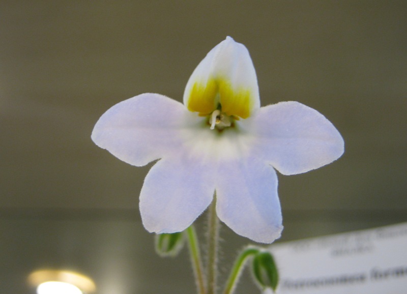 petrocosmea formosa.JPG