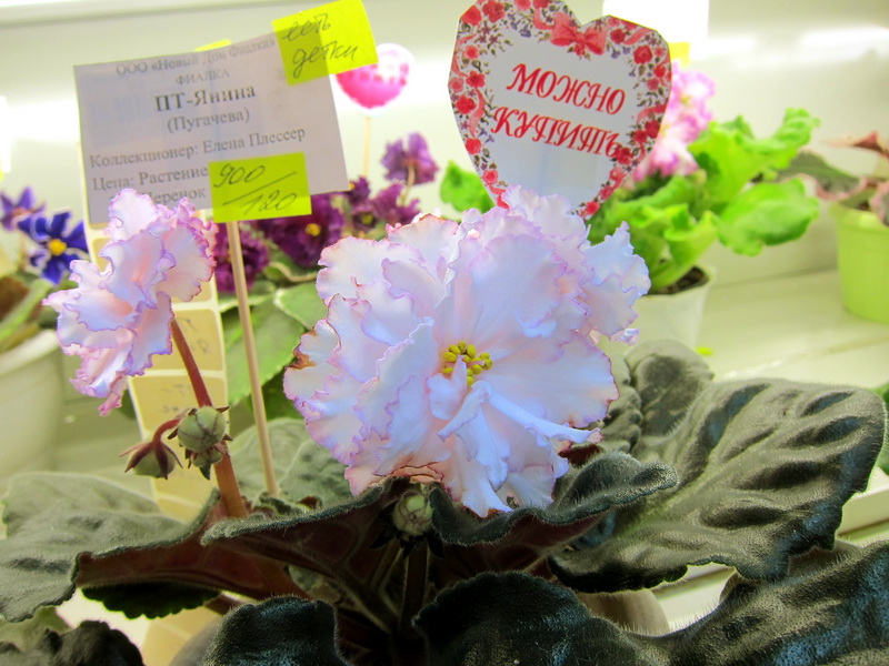 Плессер ПТ-Янина.JPG