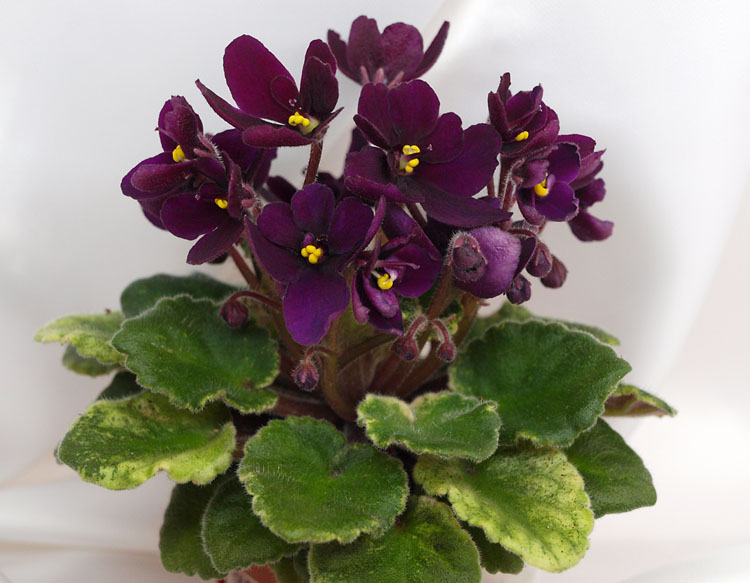 Celina Dark Velvet.JPG
