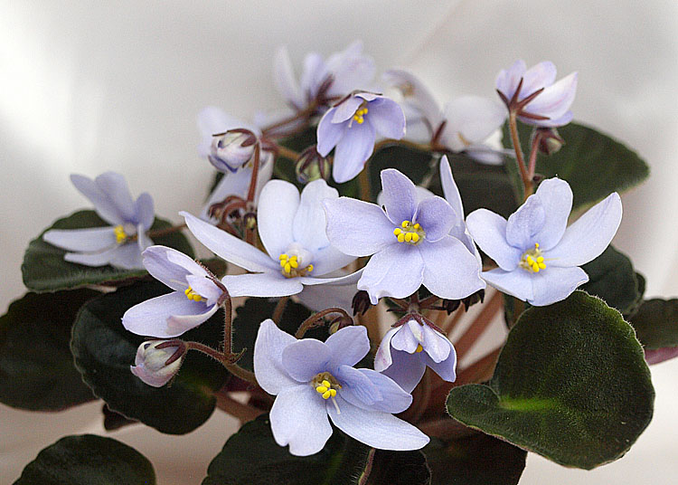 Allegro Chicory Charm.jpg