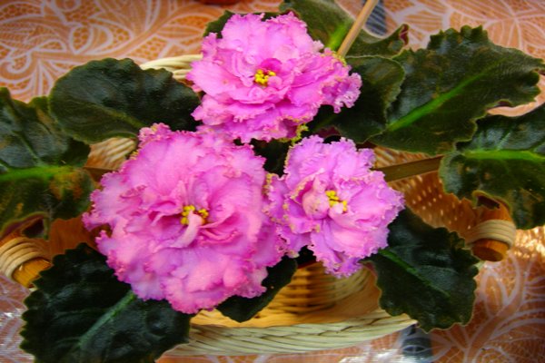 ЛЕ-Королева Джиневра_rs.jpg