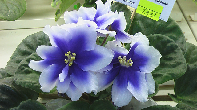 Humako Inches (колл.М.Фёдорова)