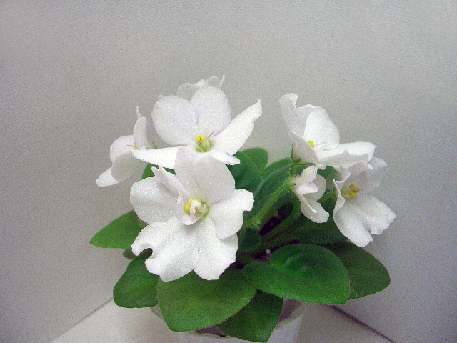 Optimara Little Arapahoe (2).JPG