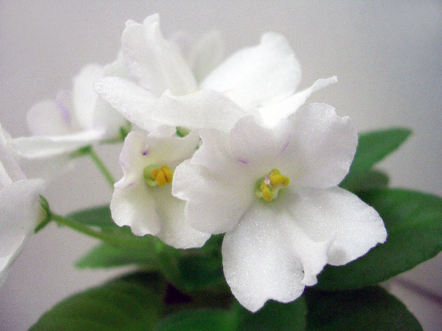 Optimara Little Arapahoe (1).JPG