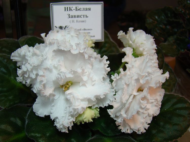 DSC04546.JPG