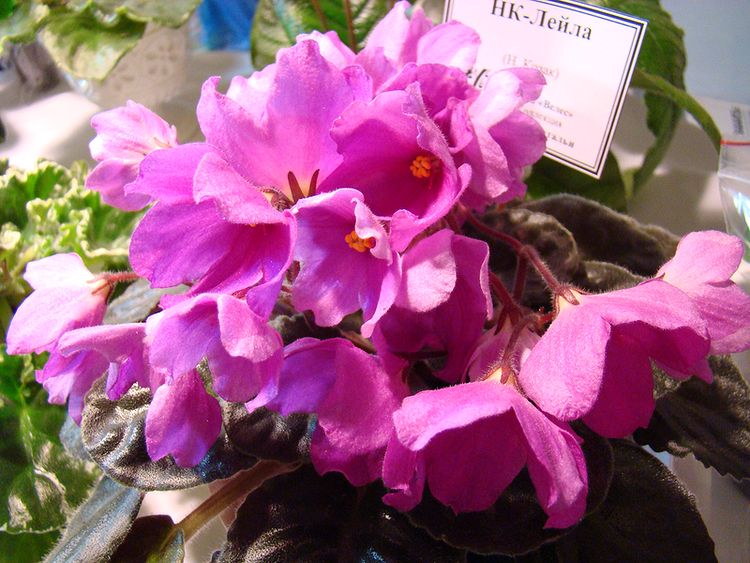 DSC04543.JPG