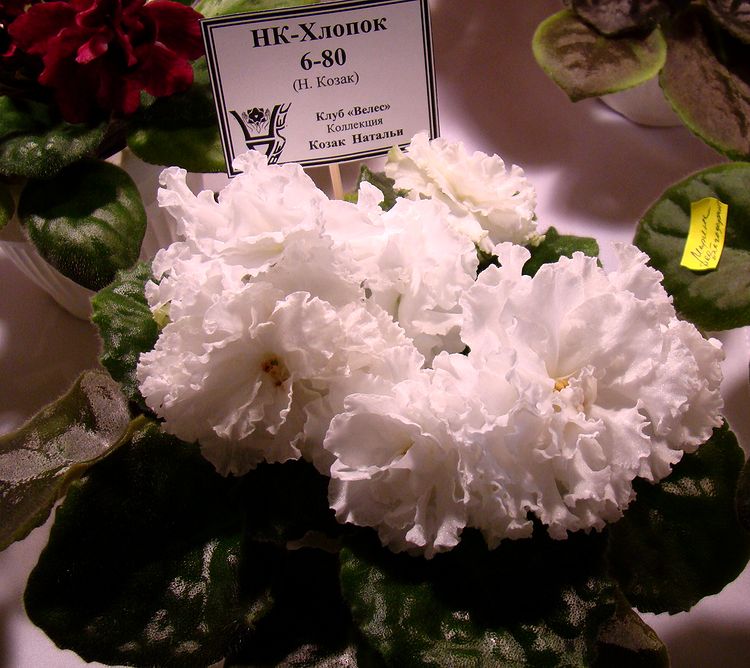 DSC04560.JPG