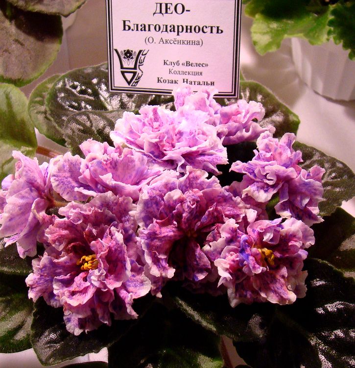 DSC04561.JPG