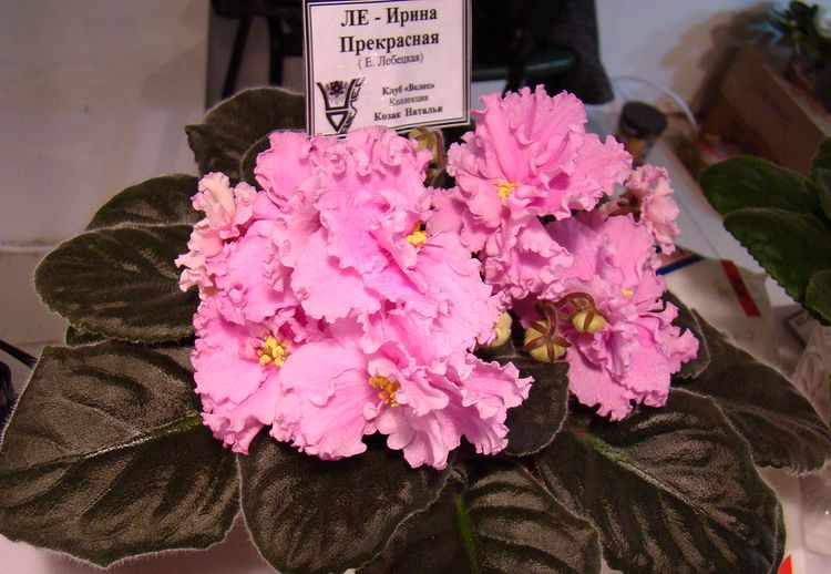 DSC04567.JPG