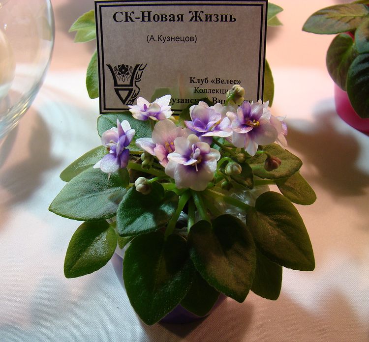 DSC04586.JPG