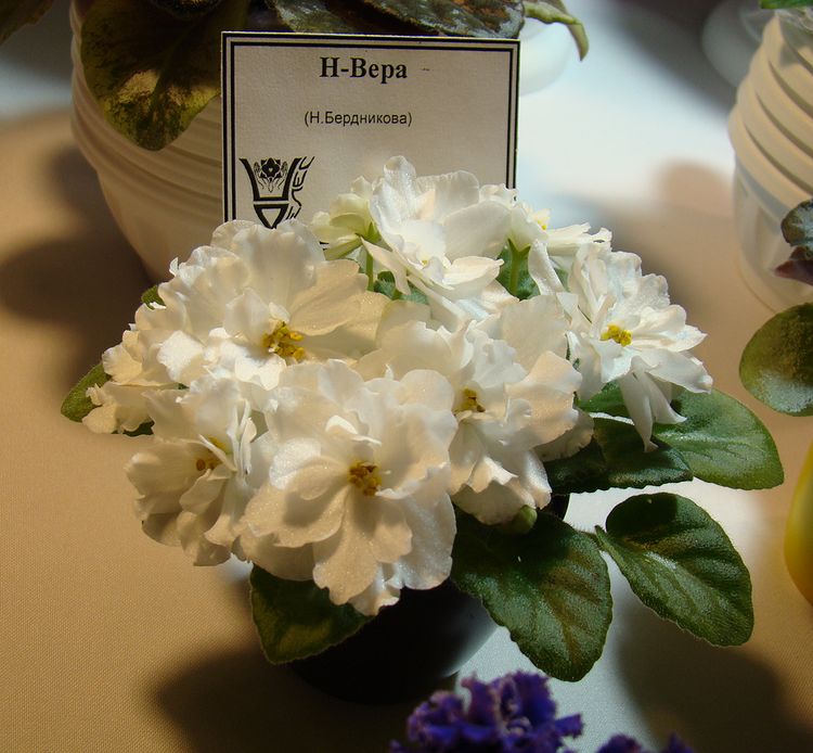DSC04590.JPG