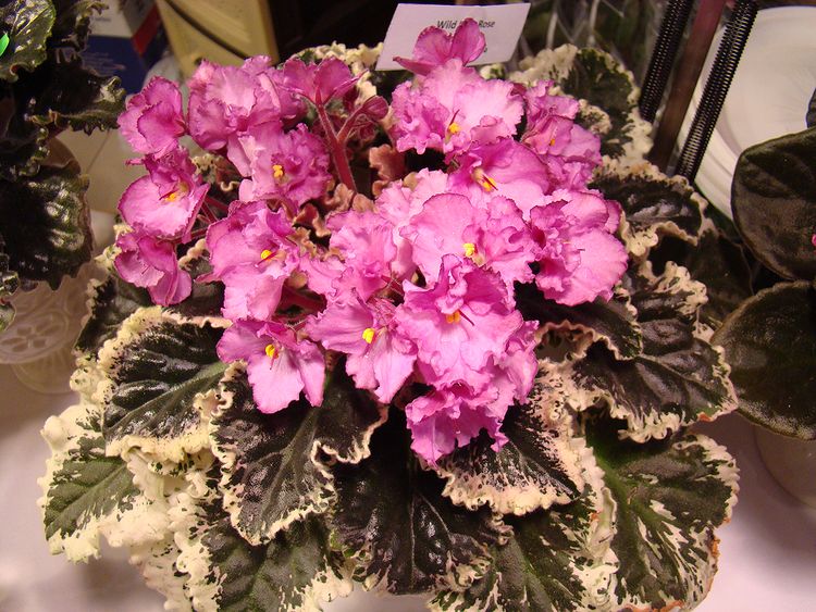 DSC04602.JPG