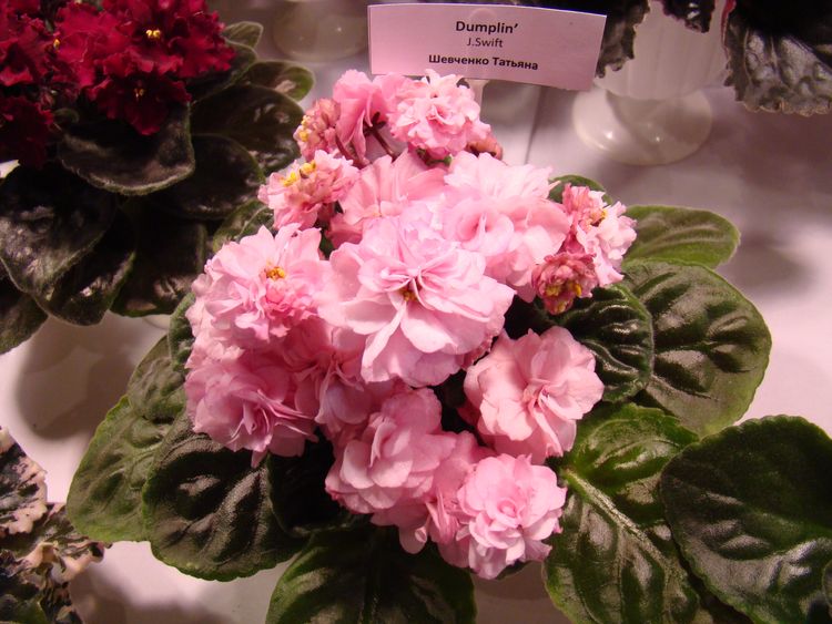 DSC04609.JPG
