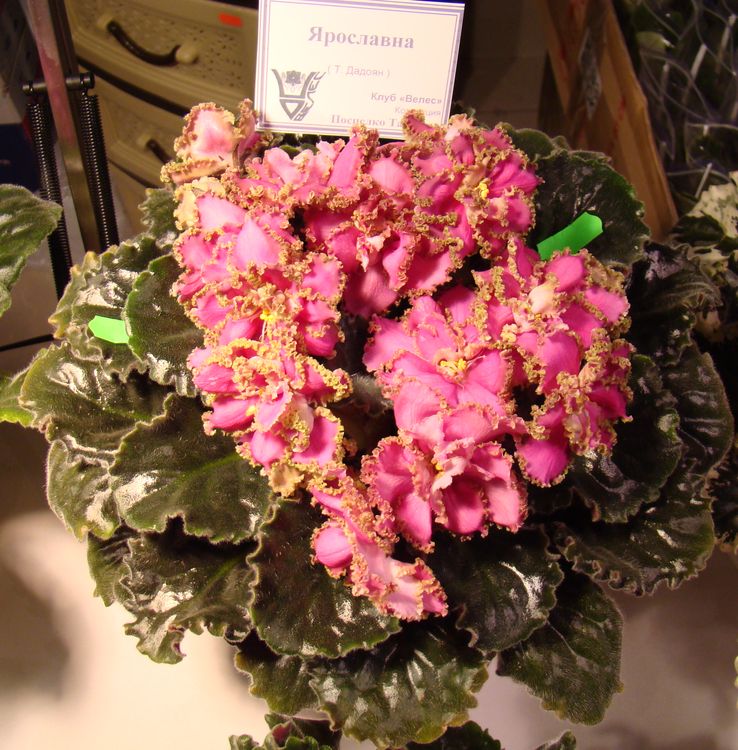 DSC04627.JPG
