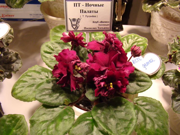 DSC04630.JPG