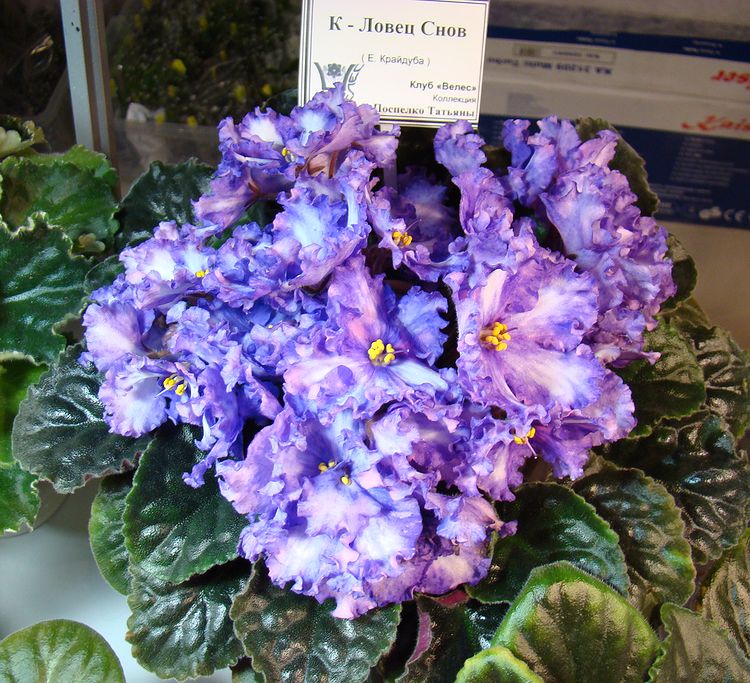 DSC04635.JPG