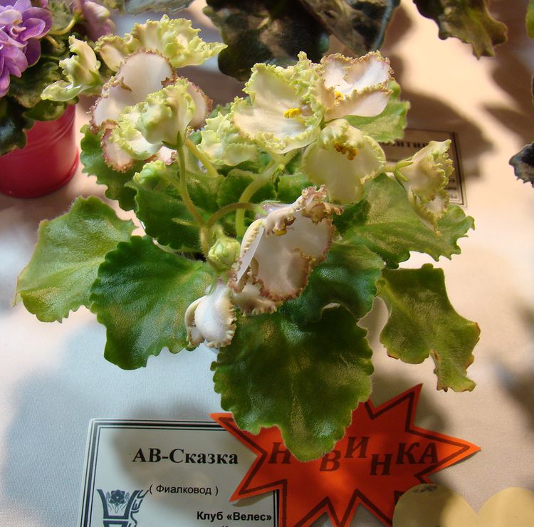 DSC04644.JPG