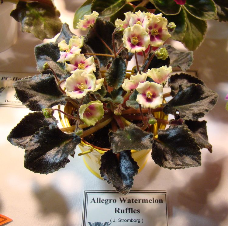 DSC04645.JPG