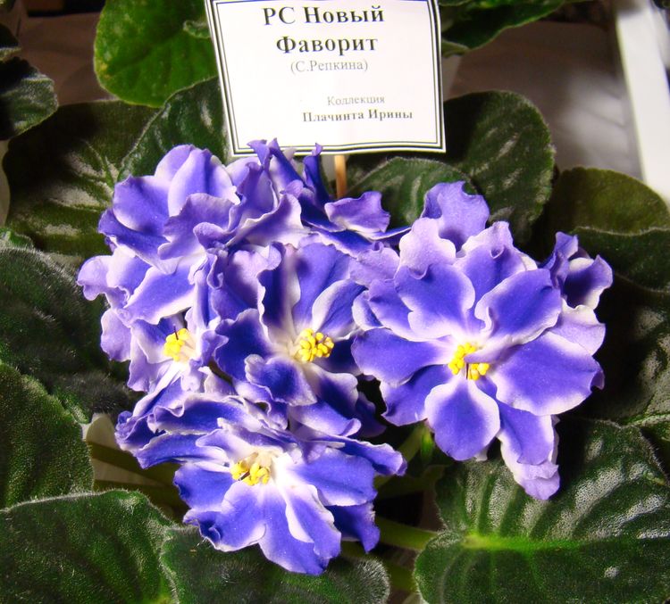 DSC04670.JPG