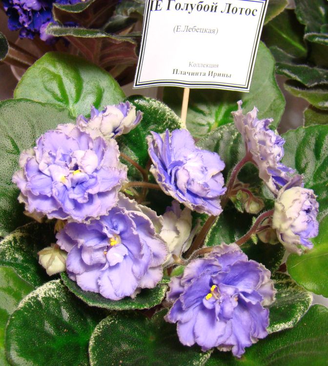 DSC04671.JPG