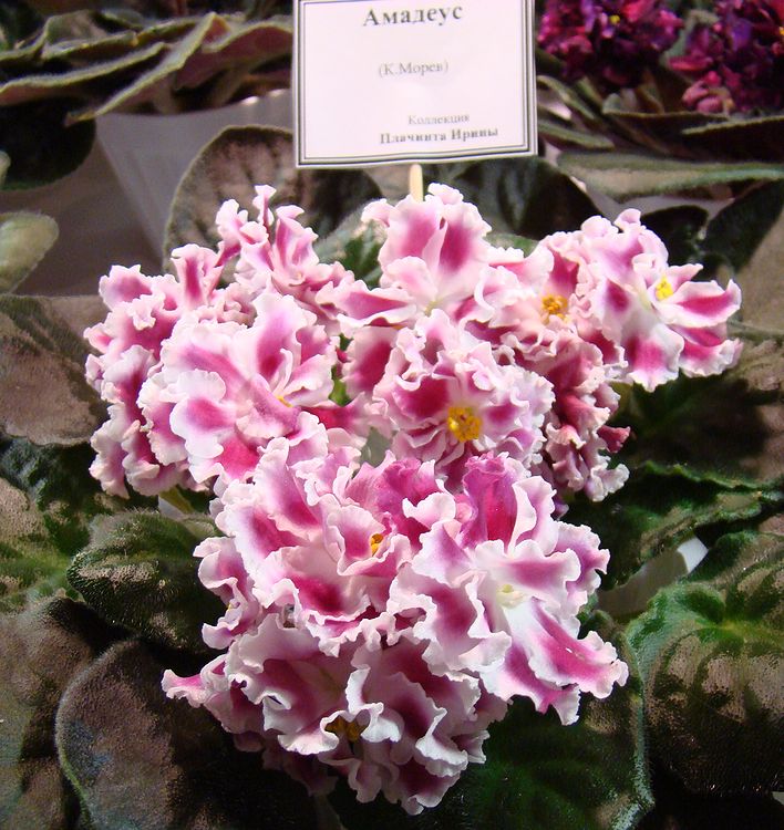 DSC04676.JPG