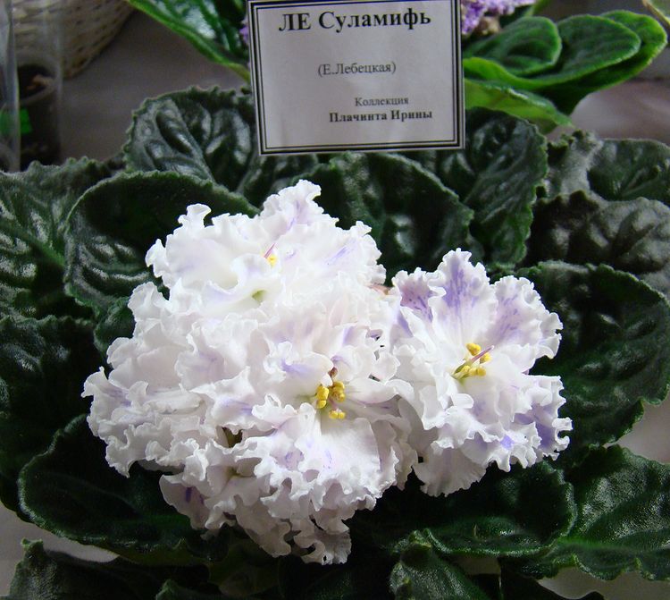DSC04680.JPG