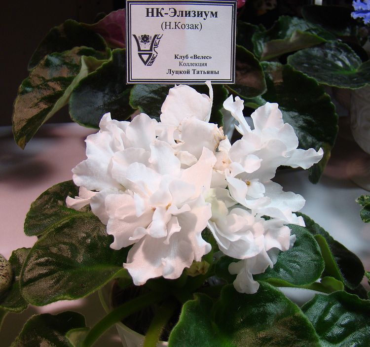 DSC04690.JPG