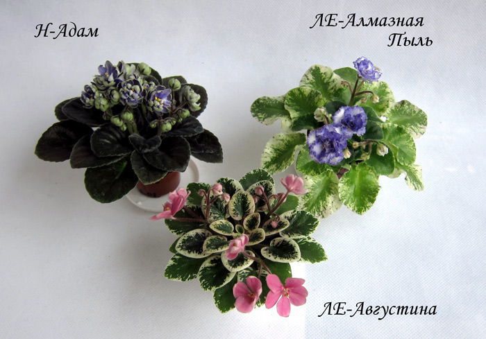 мини-2.jpg