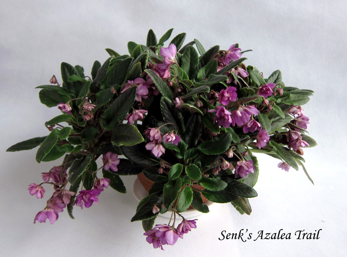 Senk's-Azalea-Trail.jpg