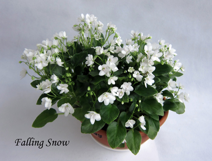 Falling-Snow.jpg