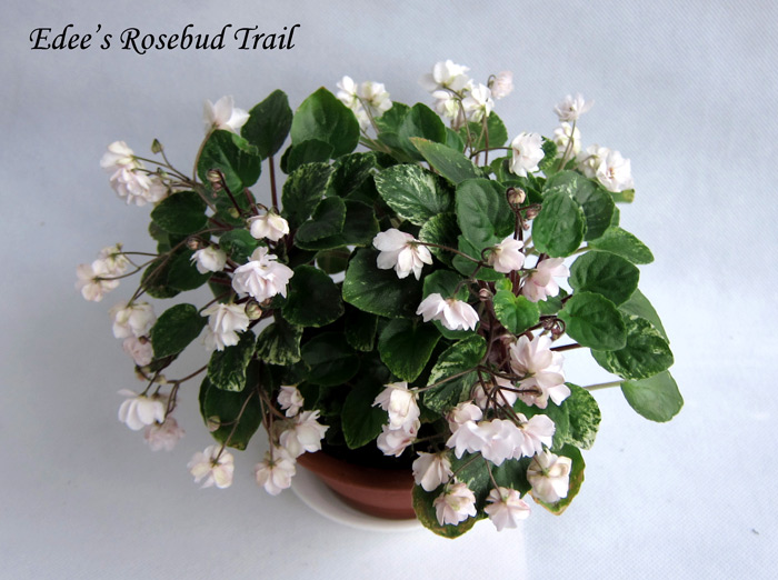 Edee's-Rosebud-Trail.jpg