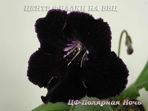ЦФ-Полярная Ночь